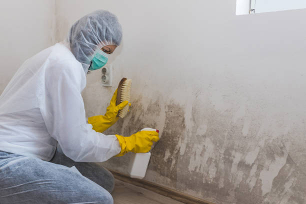 Mold Odor Removal Services in Carterville, IL